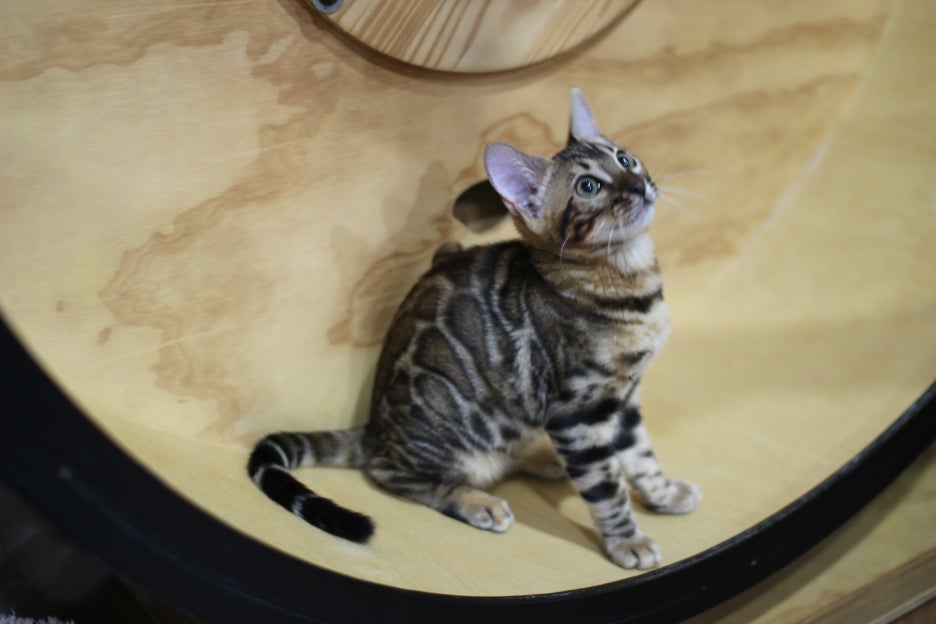 엄청난 개냥이 뱅갈고양이 여아 분양해요^^ 관련 이미지 7