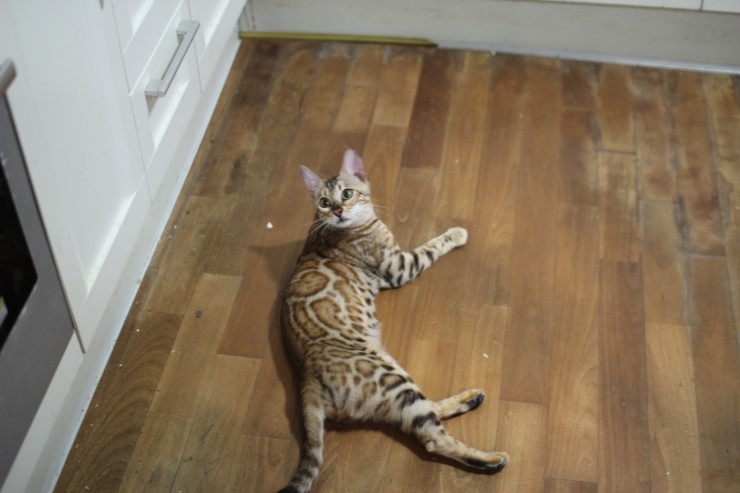 소유뱅갈고양이 캐터리 스텔라~ 관련 이미지 3