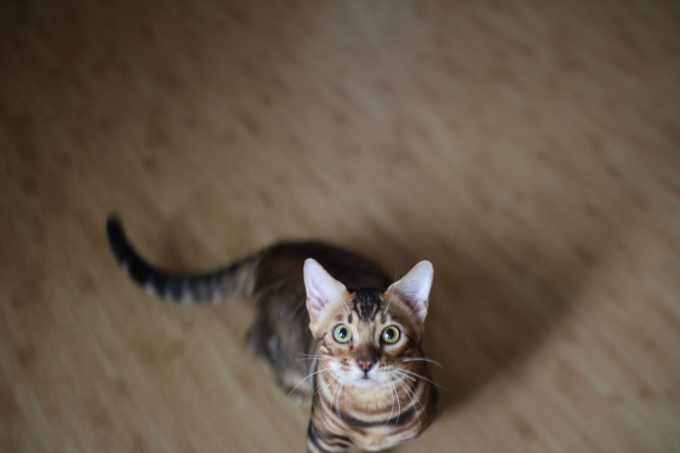 뱅갈고양이 남아 원탑군 완벽 적응후 한컷~ 관련 이미지 1