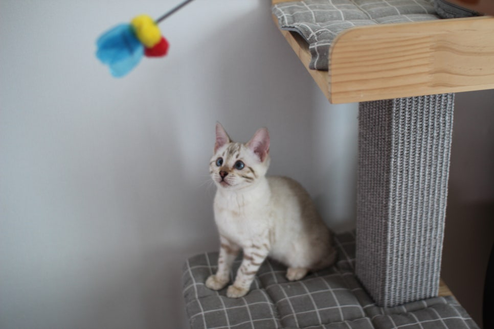 스노우뱅갈고양이 여아 분양해요~ 관련 이미지 1