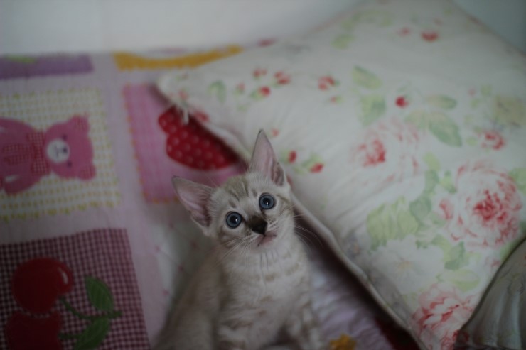 실링스뱅갈고양이 키퍼여아 많이 컸어요 관련 이미지 3