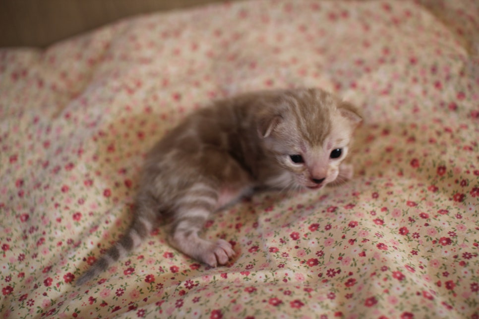 실밍크뱅갈고양이 여아 분양해요~ 관련 이미지 2