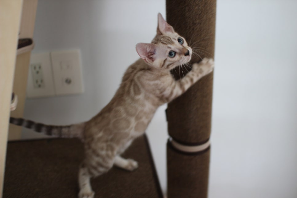 요정같이 생긴 실밍크뱅갈고양이 여아 분양해요~ 관련 이미지 17