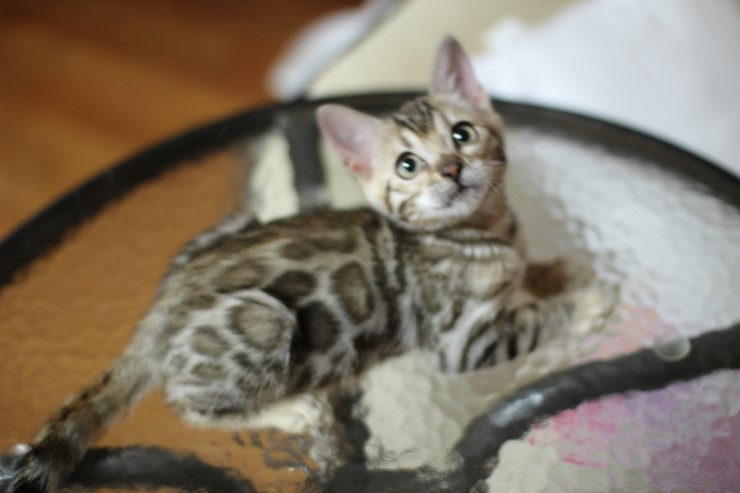 브라운 뱅갈고양이 키퍼여아예요~ 관련 이미지 1