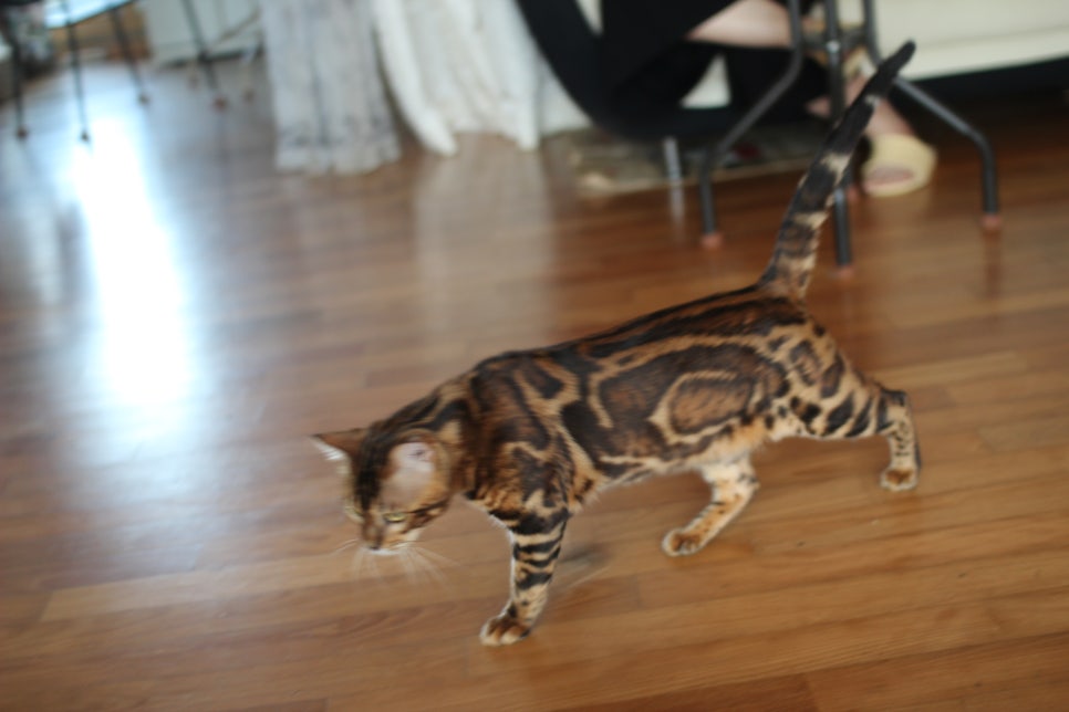 소유뱅갈캐터리 새로운 종묘가 될 남아 입니다~ 관련 이미지 6