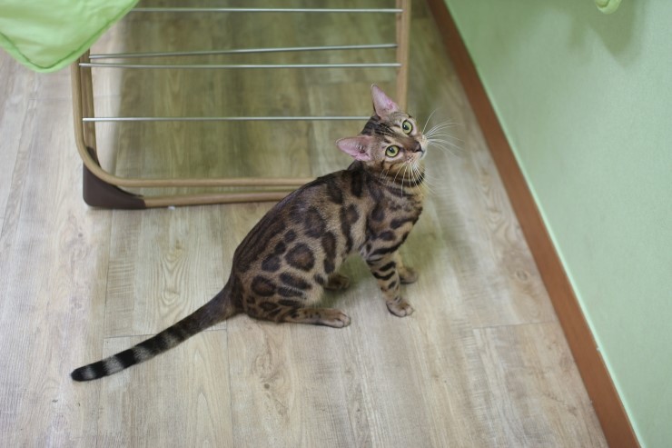 뱅갈고양이,뱅갈고양이 분양,귀여운 미녀 뱅갈고양이들 ㅎㅎㅎ 관련 이미지 7