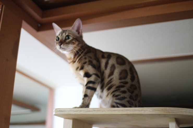 뱅갈고양이,뱅갈고양이 분양,보름달 보고 가세요 ㅎㅎㅎ 관련 이미지 4