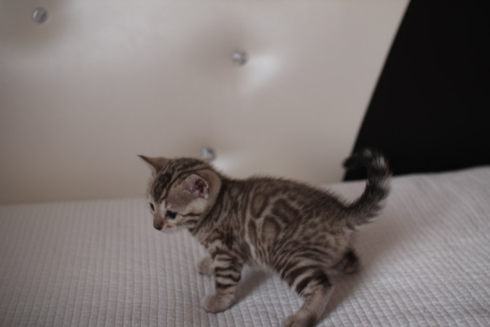 실밍크뱅갈고양이 여아2 예약분양 합니다~ 관련 이미지 6