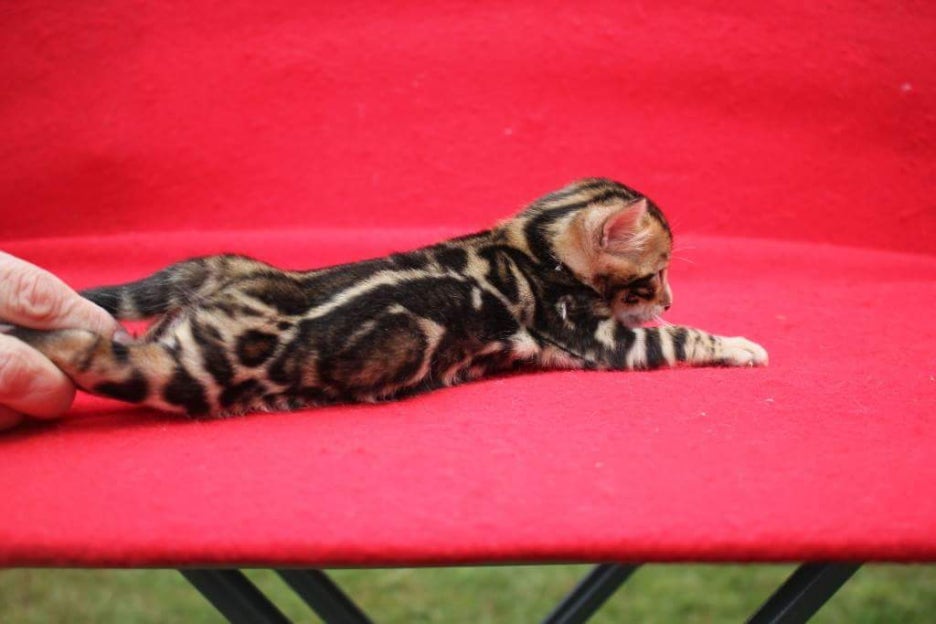 캐나다에서 수입 들어올 스파블 뱅갈고양이 남아예요 관련 이미지 1