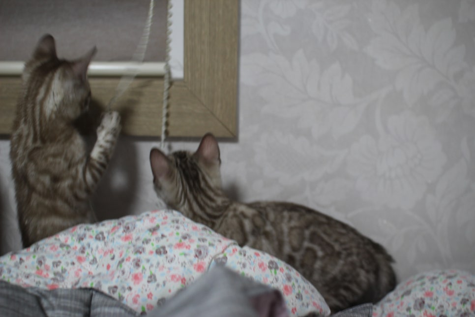 스노우뱅갈고양이 삼총사~ 관련 이미지 19