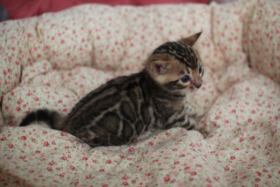 브라운 뱅갈고양이 남아 분양 합니다~ 관련 이미지 2