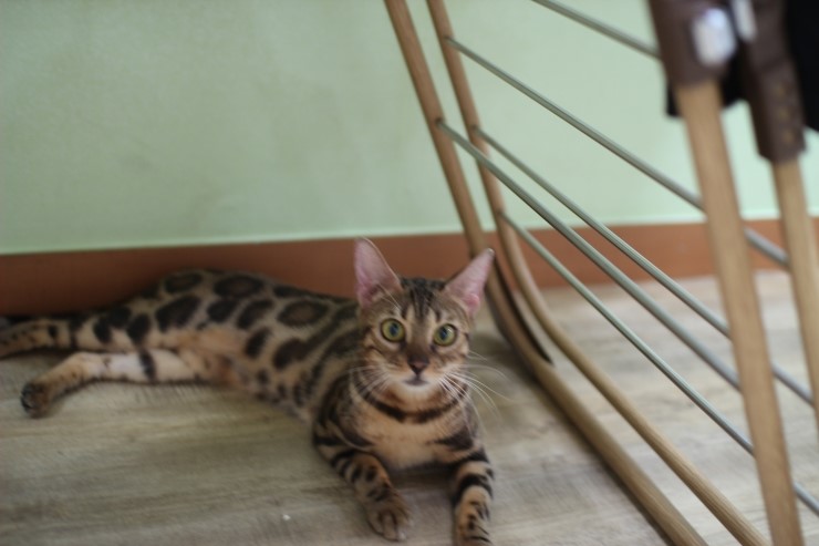 뱅갈고양이,뱅갈고양이 분양,미녀 뱅갈고양이들 입니다^^ 관련 이미지 7