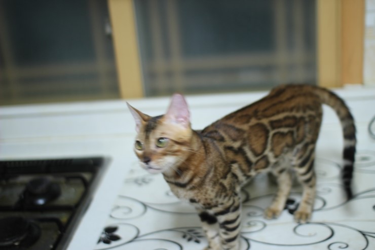 뱅갈고양이 키퍼 남아 워리어 입니다~^^ 관련 이미지 4