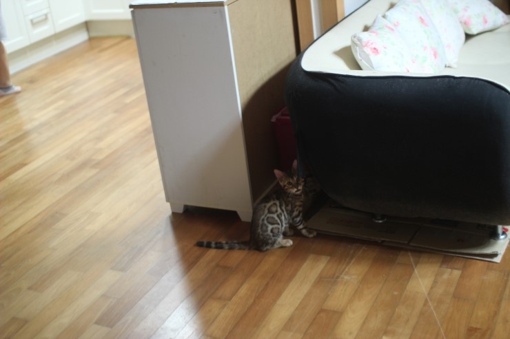 뱅갈고양이 큰방에 아이들 노는 모습~ 관련 이미지 7