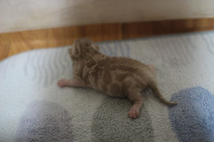 실밍크 스노우 뱅갈고양이 꼬물이 남아 입니다~ 관련 이미지 8