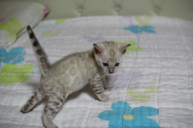 실링스 스노우 뱅갈고양이 남아예요~ 관련 이미지 6