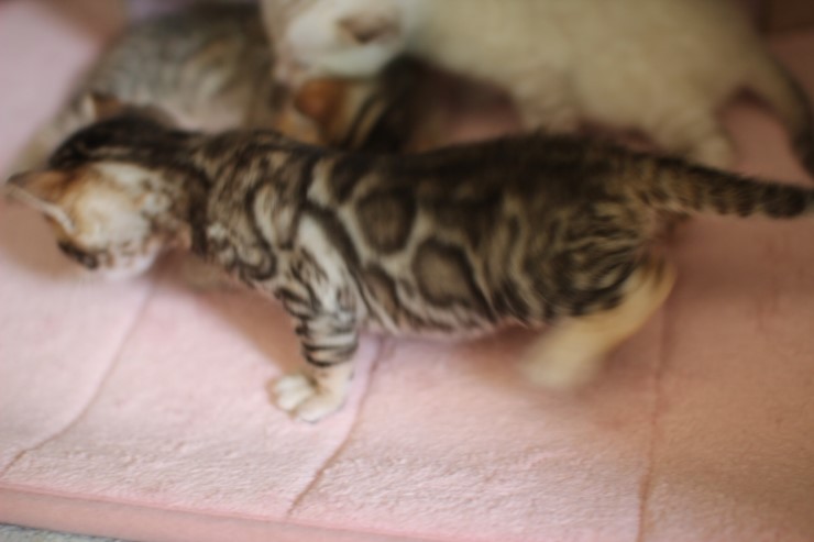 뱅갈고양이 꼬맹이 예약된 여아~ 관련 이미지 5