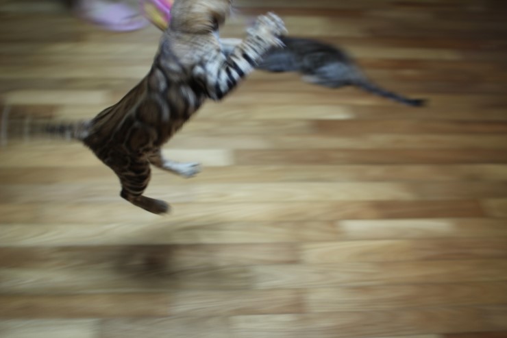 뱅갈고양이 아이들 신나게 노는 아이들~ 관련 이미지 10