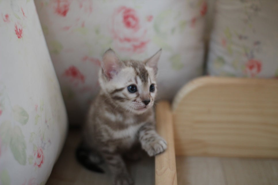 뱅갈고양이에 매력은 끝이 없어요! 관련 이미지 11