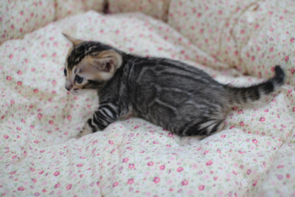 하루가 다르게 쑥쑥 크고 있는 뱅갈고양이 여아예요~ 관련 이미지 5