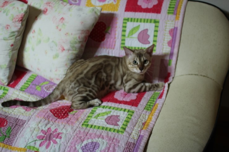 실밍크 뱅갈고양이 킹이예요~~ 관련 이미지 17