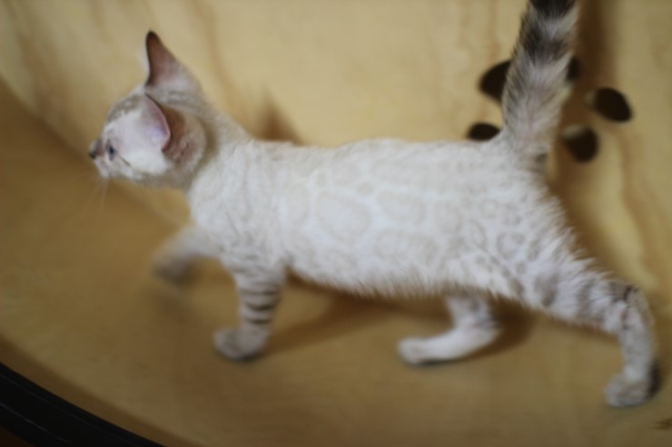 스노우 뱅갈고양이 흰둥아 달려라~ 관련 이미지 8
