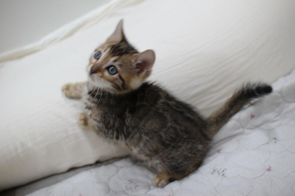 빅로젯이 멋진 완전완전 개냥이 남아 분양해요~ 관련 이미지 6