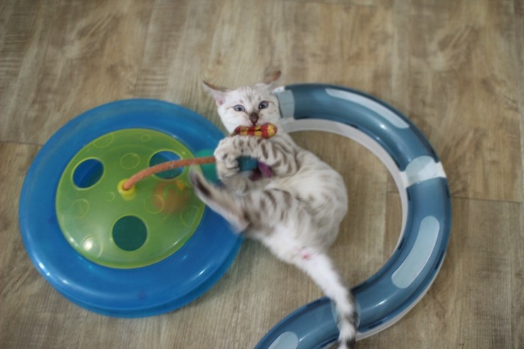 뱅갈고양이,스노우뱅갈고양이, 초아도 장난감에 푹 빠졌습니다~~~ 관련 이미지 1