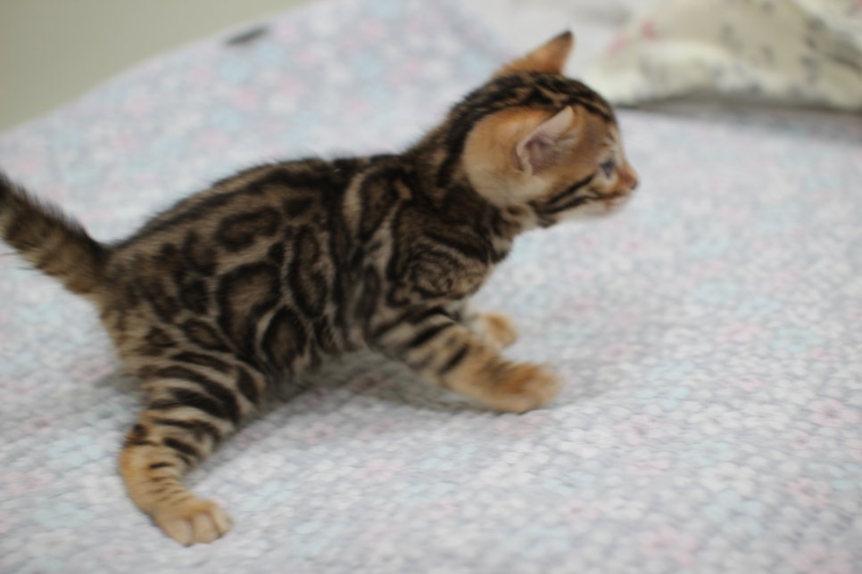 브라운 뱅갈고양이 여아1 분양해요~ 관련 이미지 6