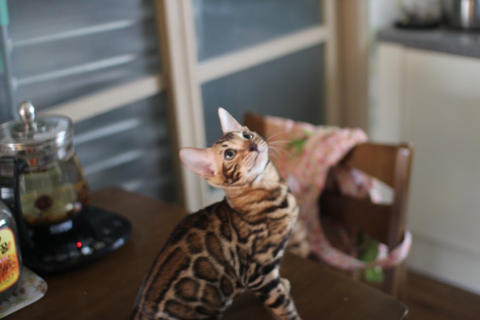 뱅갈고양이분양 진정한 개냥이란 관련 이미지 4