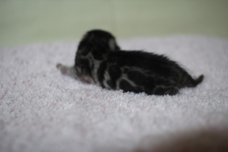 뱅갈고양이 실버랑 브라운 꼬물이 관련 이미지 7