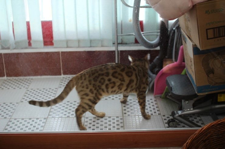 날도 많이 풀렸으니 베란다에서 놀거라 ㅎㅎ 관련 이미지 4