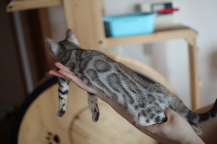 뱅갈고양이 브라운,실버 남아 분양 합니다~ 관련 이미지 5