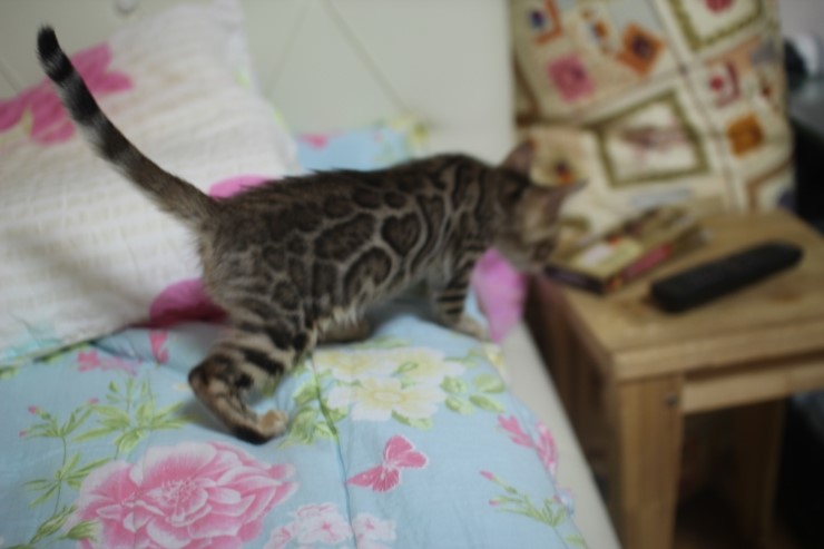브라운 뱅갈고양이 커퍼 여아예요~ 관련 이미지 2