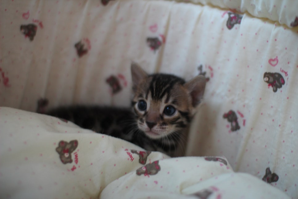 뱅갈고양이 꼬맹이들 나왔어요~ 관련 이미지 1