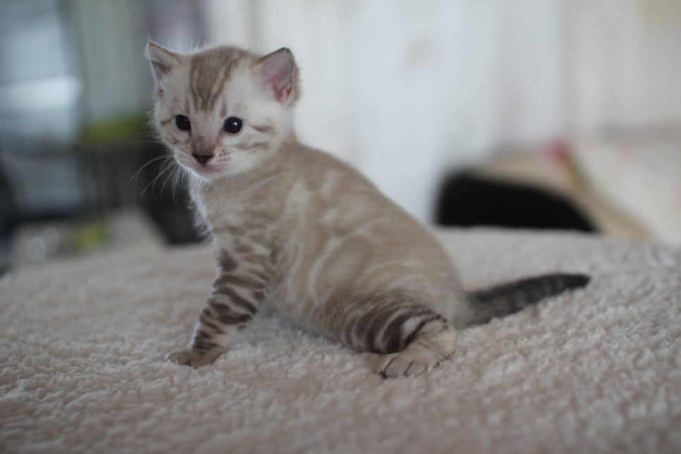 스노우 뱅갈고양이 꼬맹이 너무 이뻐요^^ 관련 이미지 16