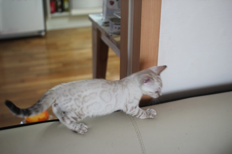 스노우 뱅갈고양이,실버 뱅갈고양이,브라운 뱅갈고양이 꼬맹이들~ 관련 이미지 7