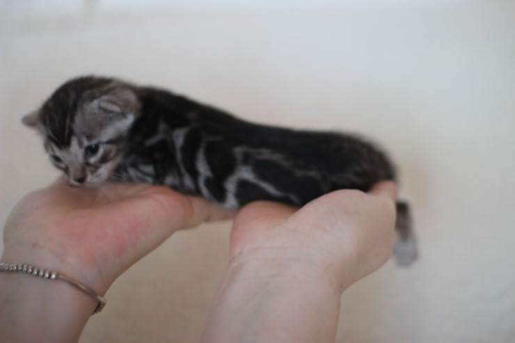 소유뱅갈고양이 캐터리에 사용중인 용품 관련 이미지 6