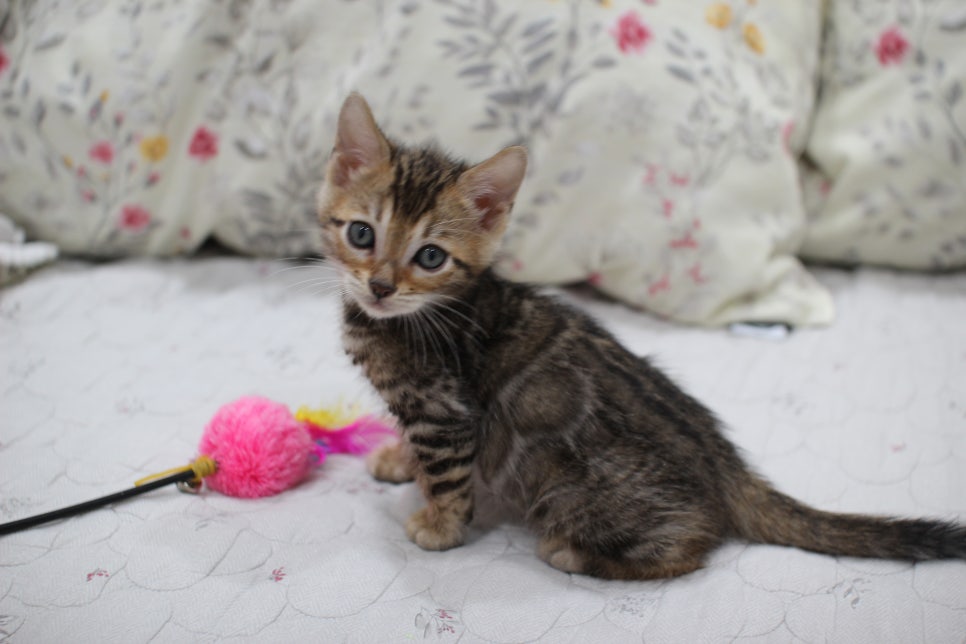 빅로젯이 멋진 완전완전 개냥이 남아 분양해요~ 관련 이미지 14
