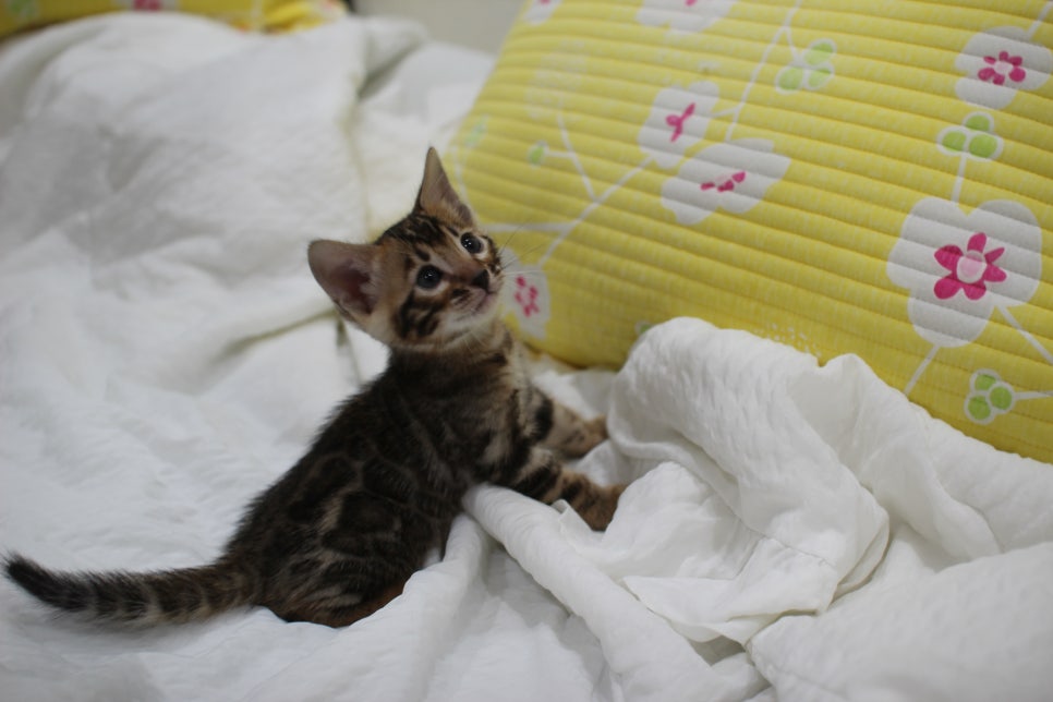 순둥이 개냥이 뱅갈고양이 남아5 분양해요~ 관련 이미지 15