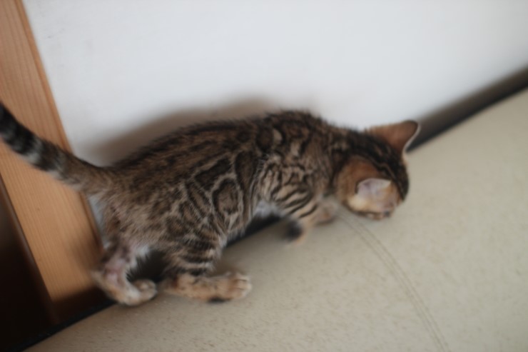 애교왕 뱅갈고양이 남아예요~ 관련 이미지 3