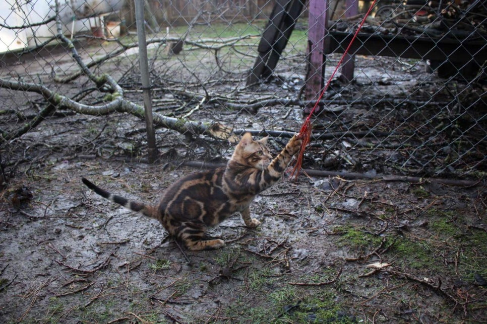 캐나다 야생 브라운 뱅갈고양이 ㅎㅎ~ 관련 이미지 3
