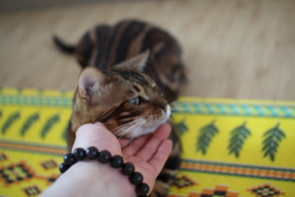 스파블 뱅갈고양이 블랙홀 새집에서 한컷 관련 이미지 9