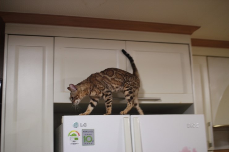 소유뱅갈고양이 캐터리 스텔라~ 관련 이미지 7