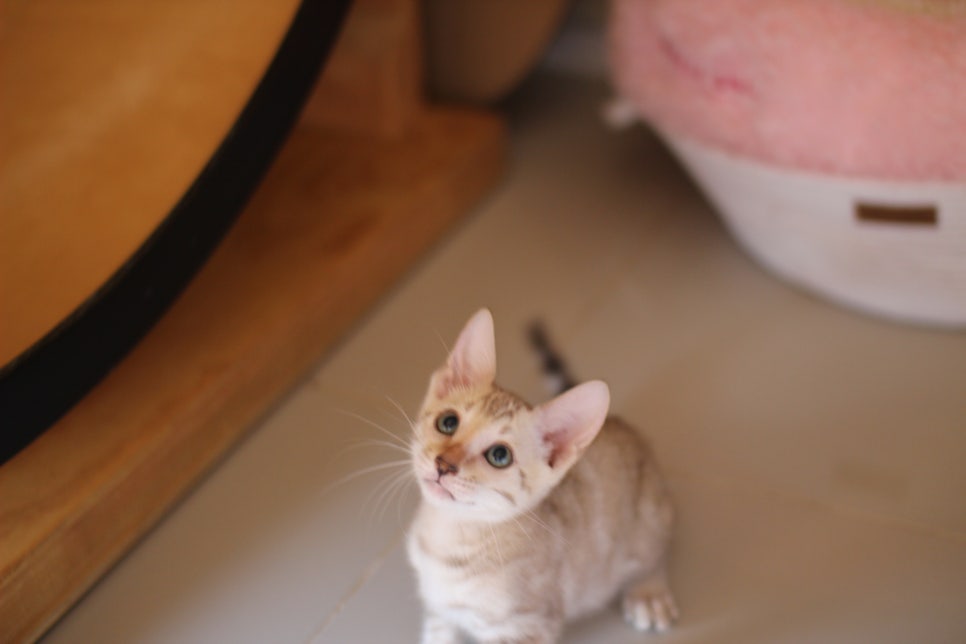 뱅갈고양이분양 진정한 개냥이란 관련 이미지 11