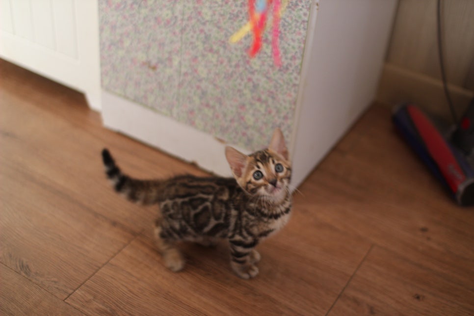 앙증맞은 귀염둥이 브라운 뱅갈고양이 여아 분양해요~ 관련 이미지 5