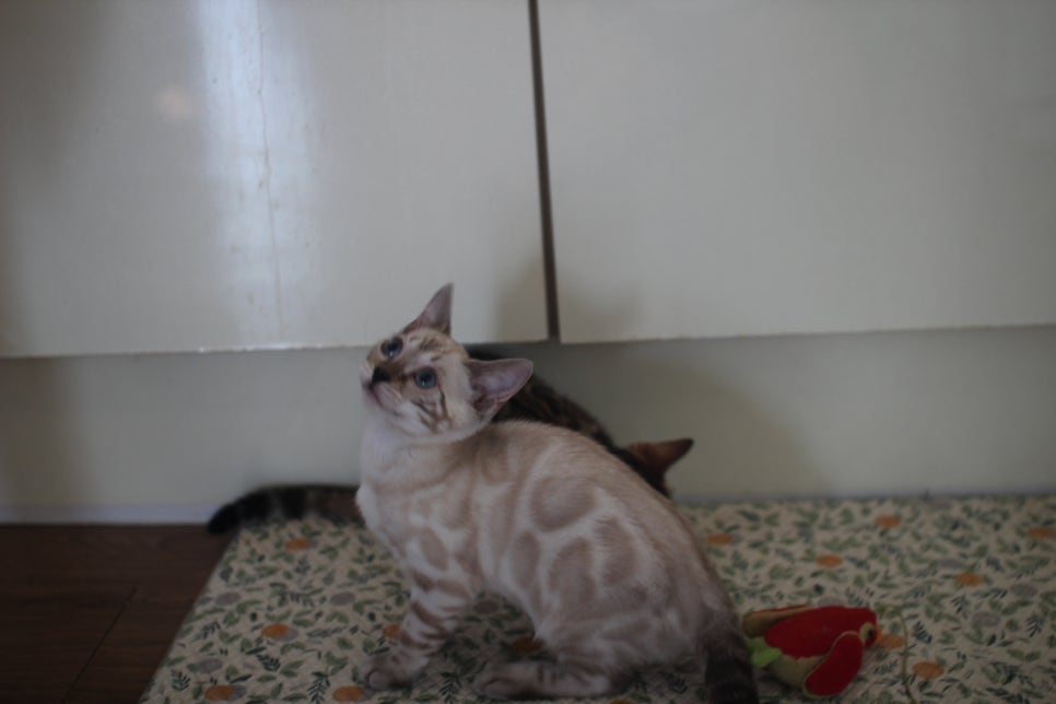 브라운,스노우 뱅갈고양이 여아들 분양해요~ 관련 이미지 1