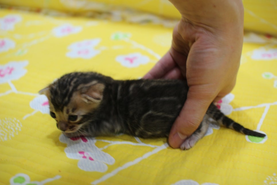 꽉찬 빅로젯이 멋진 브라운 뱅갈고양이 여아예요~ 관련 이미지 7