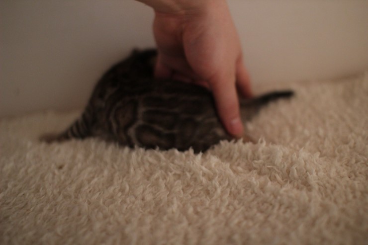 뱅갈고양이 꼬물이에서 꼬맹이 됬어요~ 관련 이미지 6