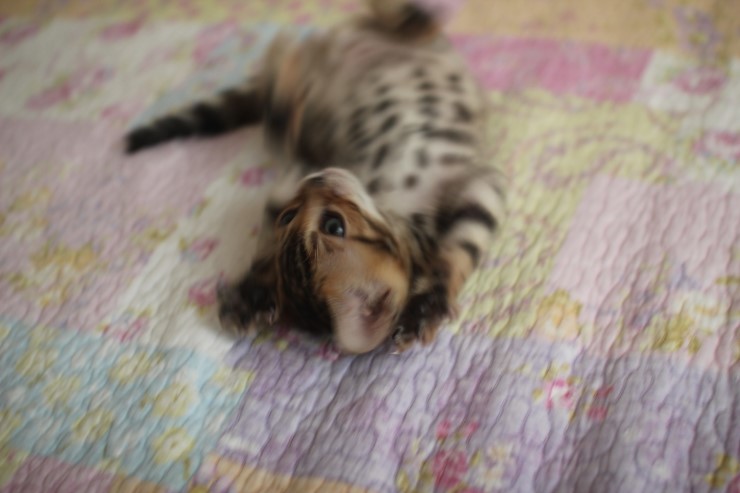 빅로젯 뱅갈고양이 남아1 많이 컸어요~ 관련 이미지 8